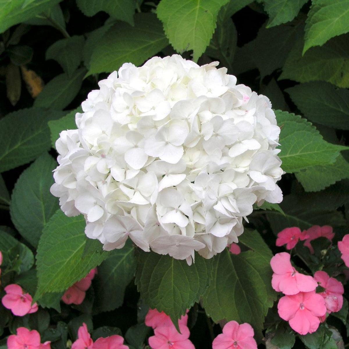 White Hydrangea Flower seeds for Planting Easy to Grow Heirloom & GMO Free Seeds for Home Garden Sale