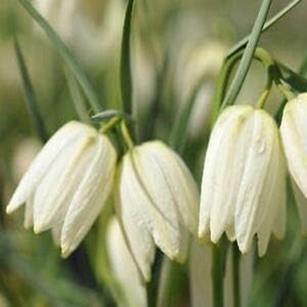 White Imperial Wang Fritillaria Heirloom Non-GMO Seeds for Planting  High Germination Organic Garden Seeds