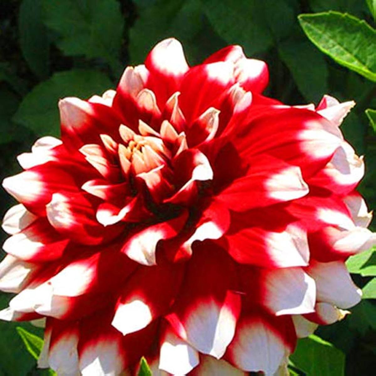 White & Red Dahlia Flower Seeds for Planting  Heirloom, Non-GMO, High Germination Organic Garden Seeds