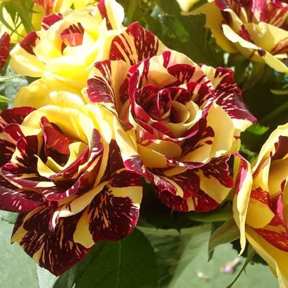 Yellow Rare Dragon Rose Plant For Planting Blooms Non Gmo Heirloom Garden For Growing Flower Seeds