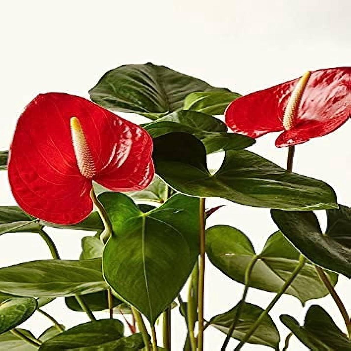 Anthurium Andraeanu Flower Seeds for Planting in Balcony and Home Garden for DIY Projects