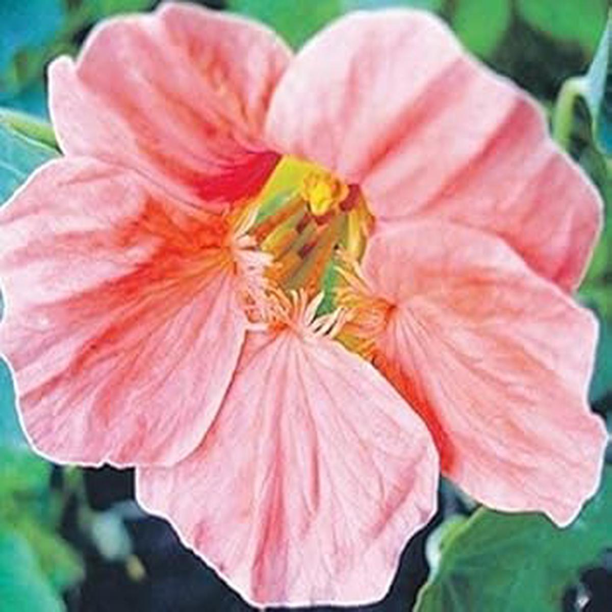 Baby Pink Nasturtium Flower Seeds for Planting  Heirloom, Non-GMO, High Germination Garden Seeds