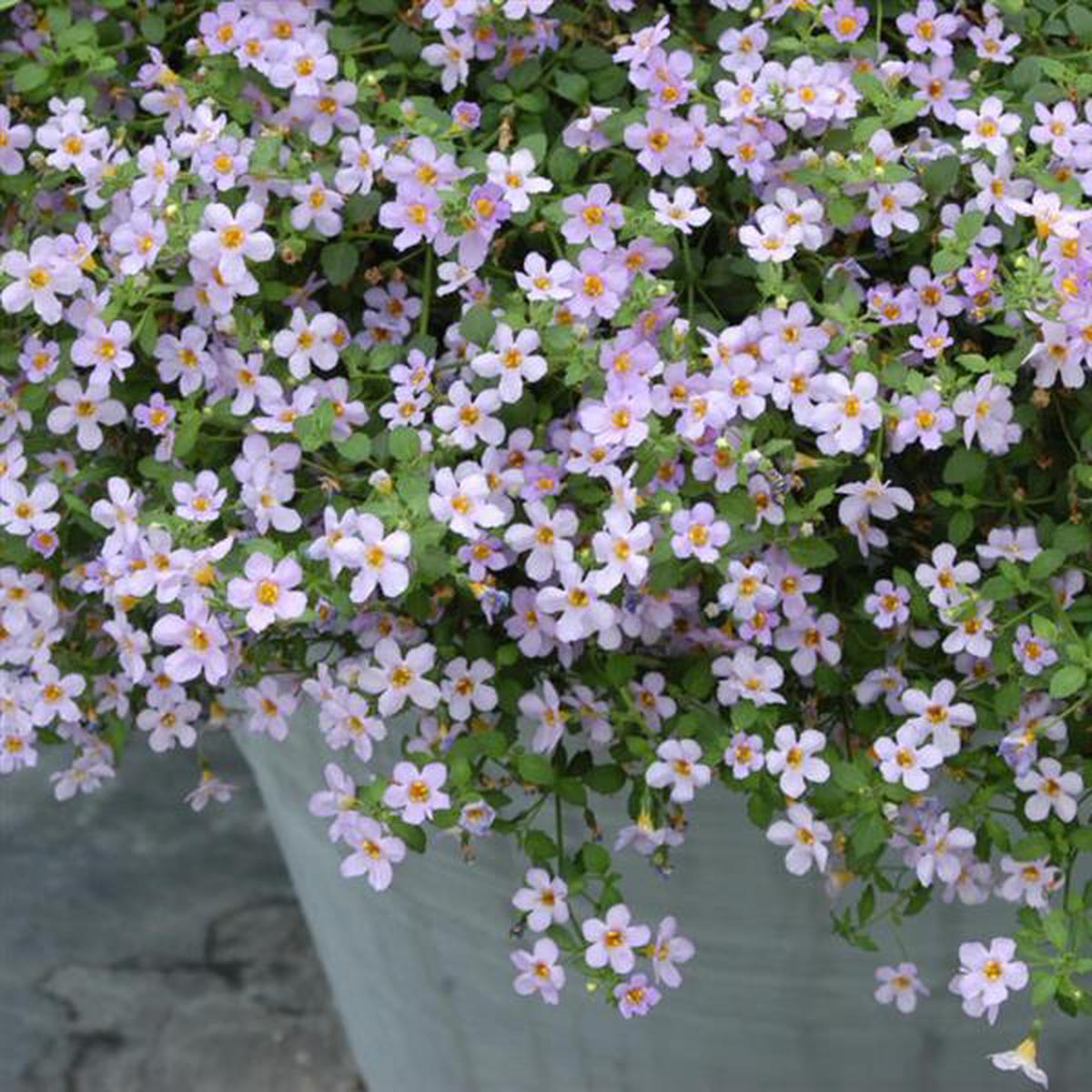 Bacopa Blutopia Flower Seeds for Planting Heirloom Non-GMO, High Germination Organic Garden Seeds