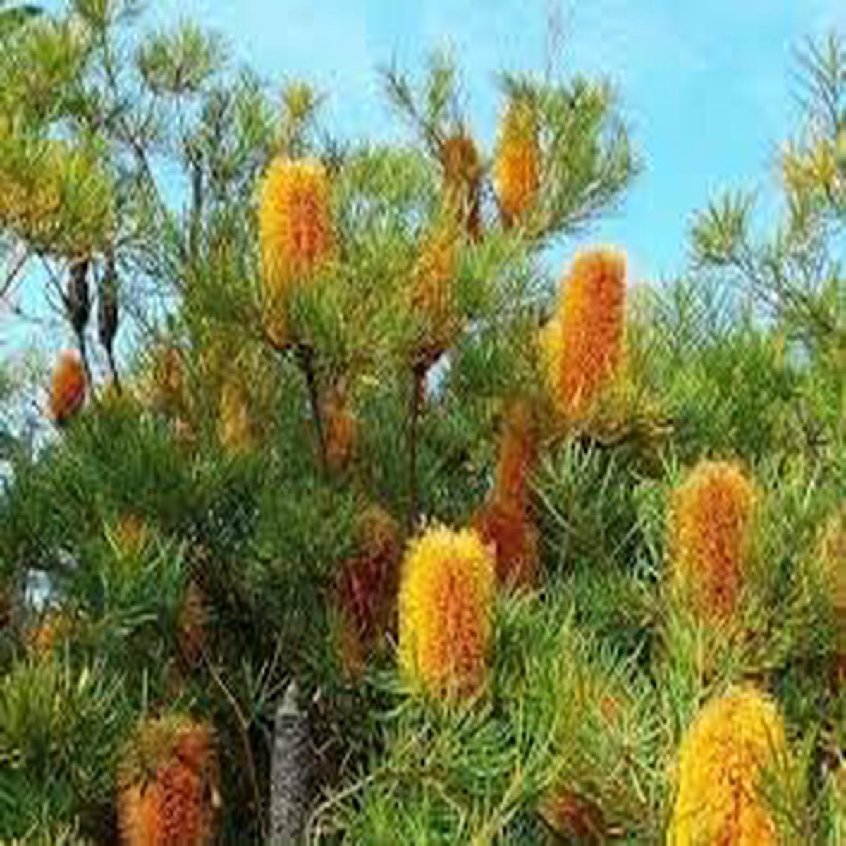 Banksia Flower seeds for Planting Drought Tolerant Heirloom & GMO Free Seeds for Home Garden