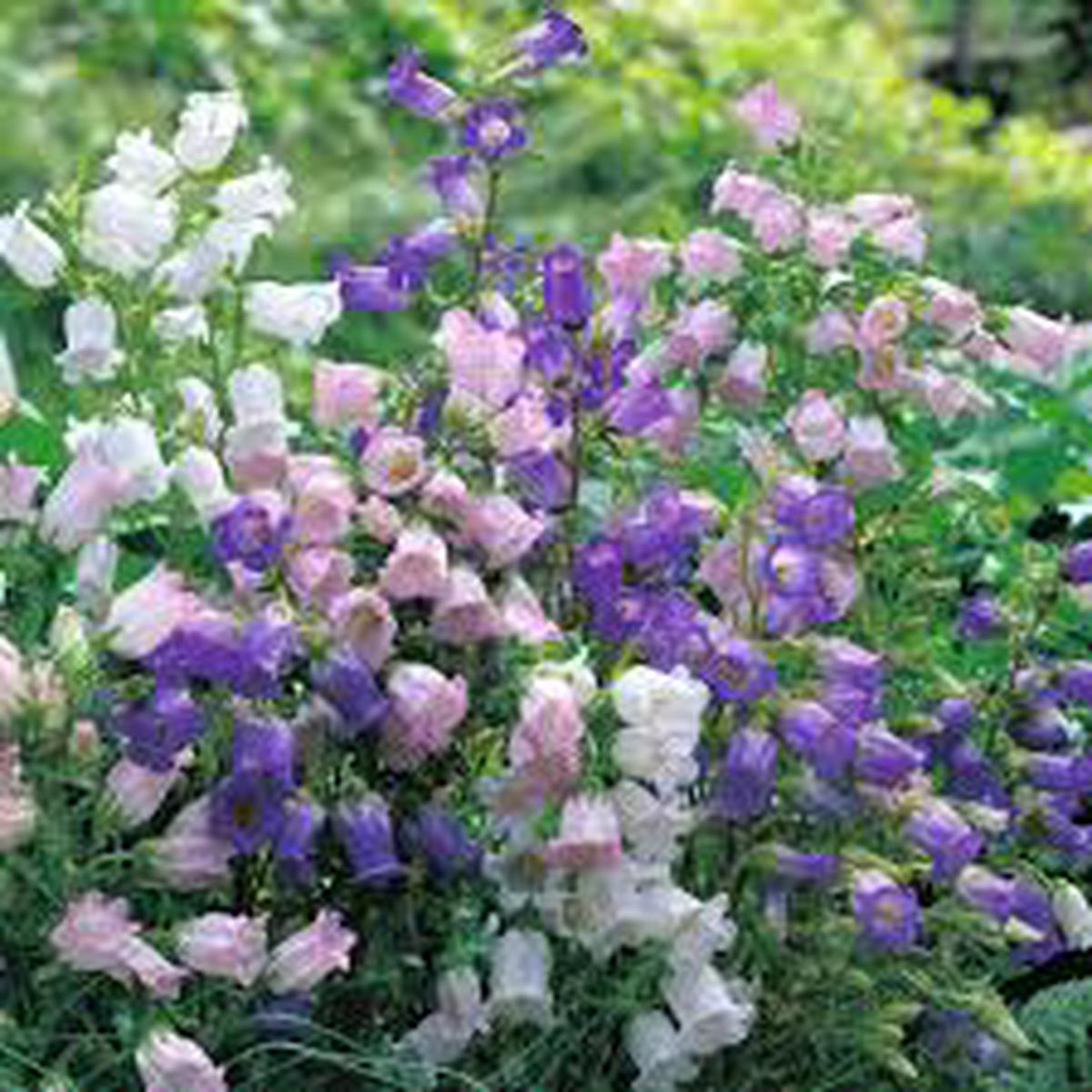 Bellflower  Heirloom, Non-GMO, High Germination Organic Garden Seeds