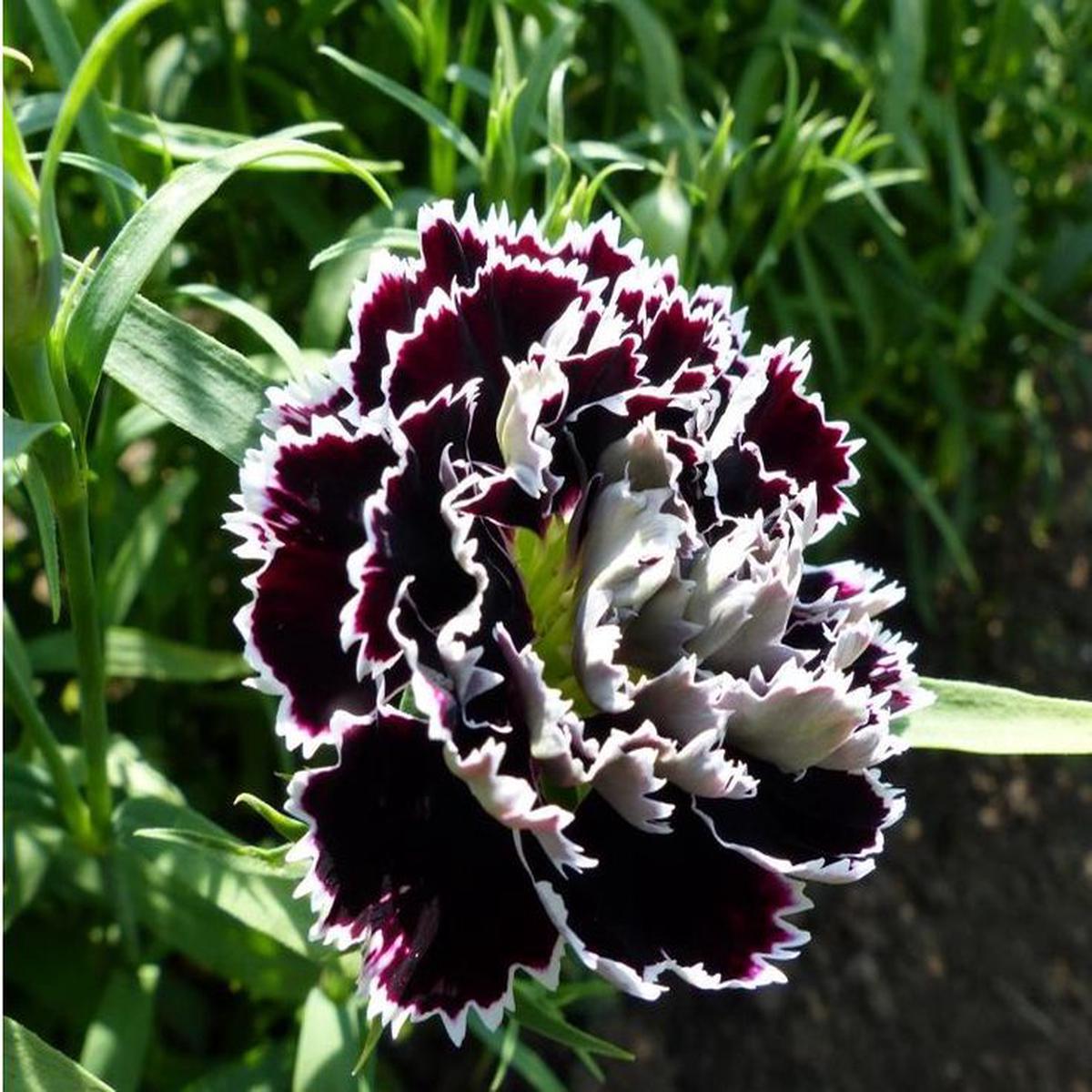Black Carnation Dianthus Caryophyllus Flower For Dramatic Flower Beds And Indoor Planting Flower