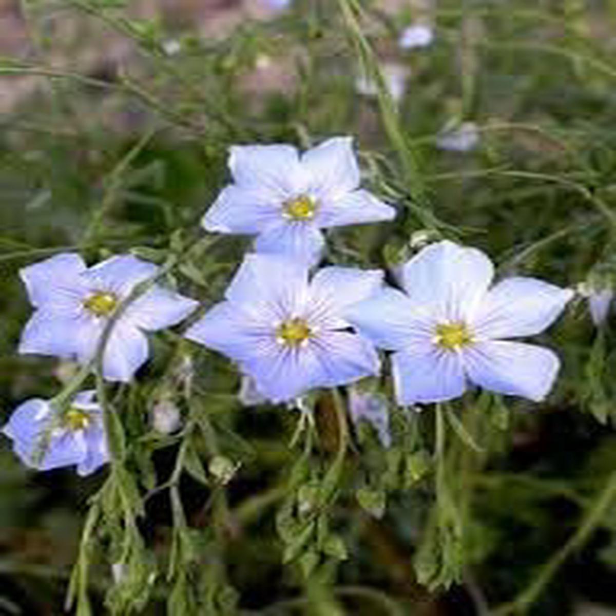 Blue Flax Flower Seeds for Planting Organic, Heirloom, Non-GMO Wildflower Seeds