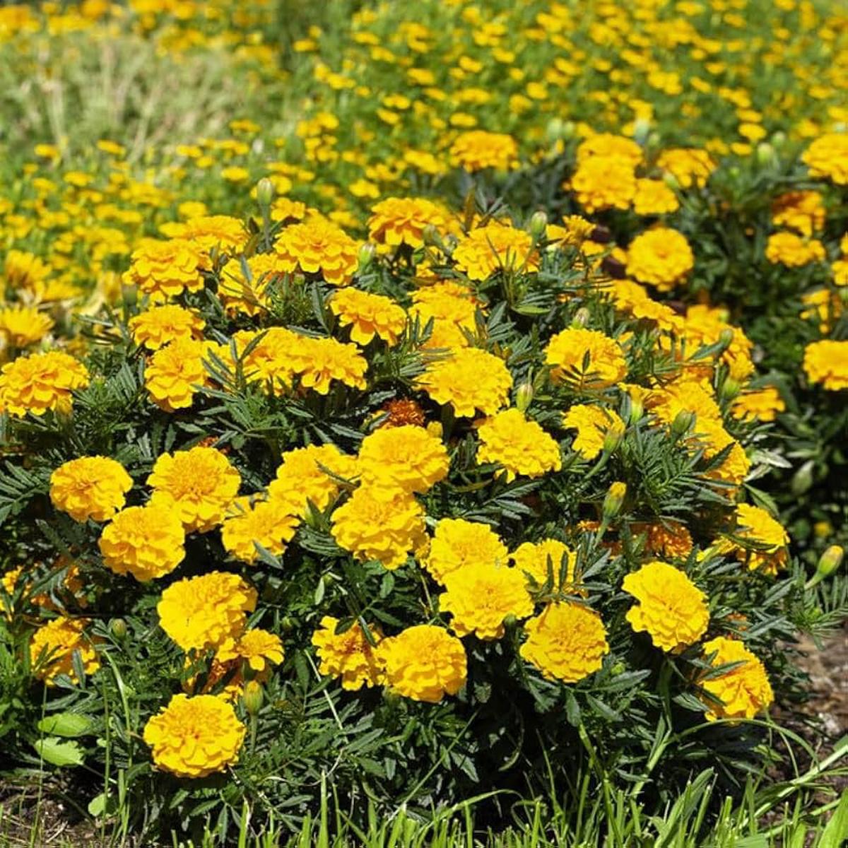 Easy to Grow Marigold Seeds for Planting Heirloom, Non-GMO, Annual, Pest-Repellent