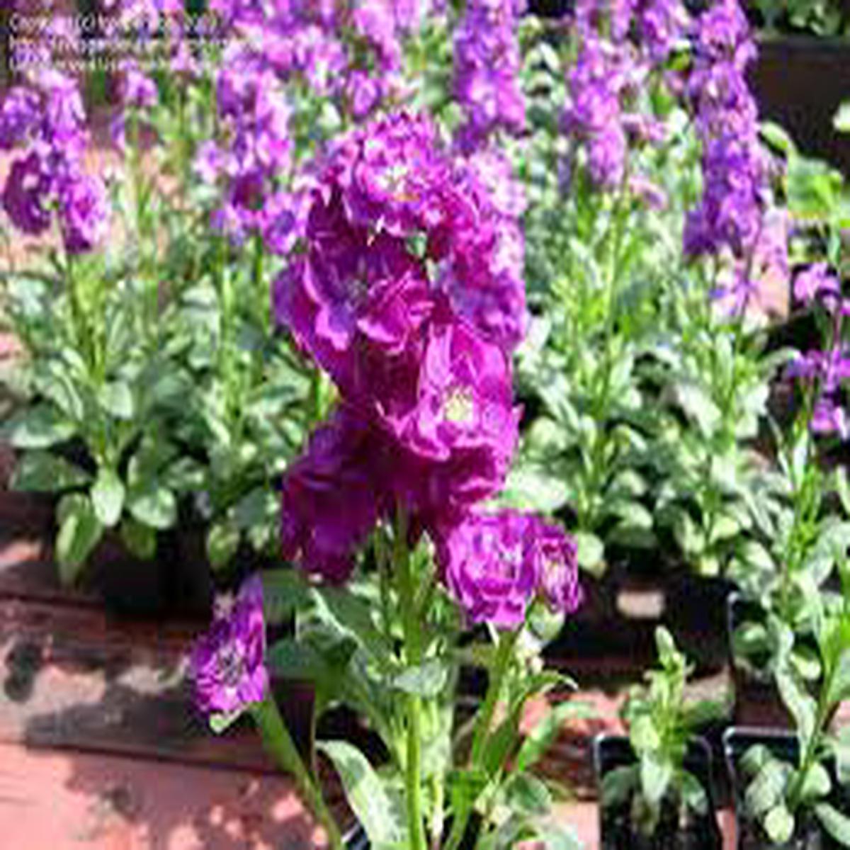 Violet Mini Matthiola Incana Flower Seeds for Planting  Heirloom, Non-GMO, High Germination