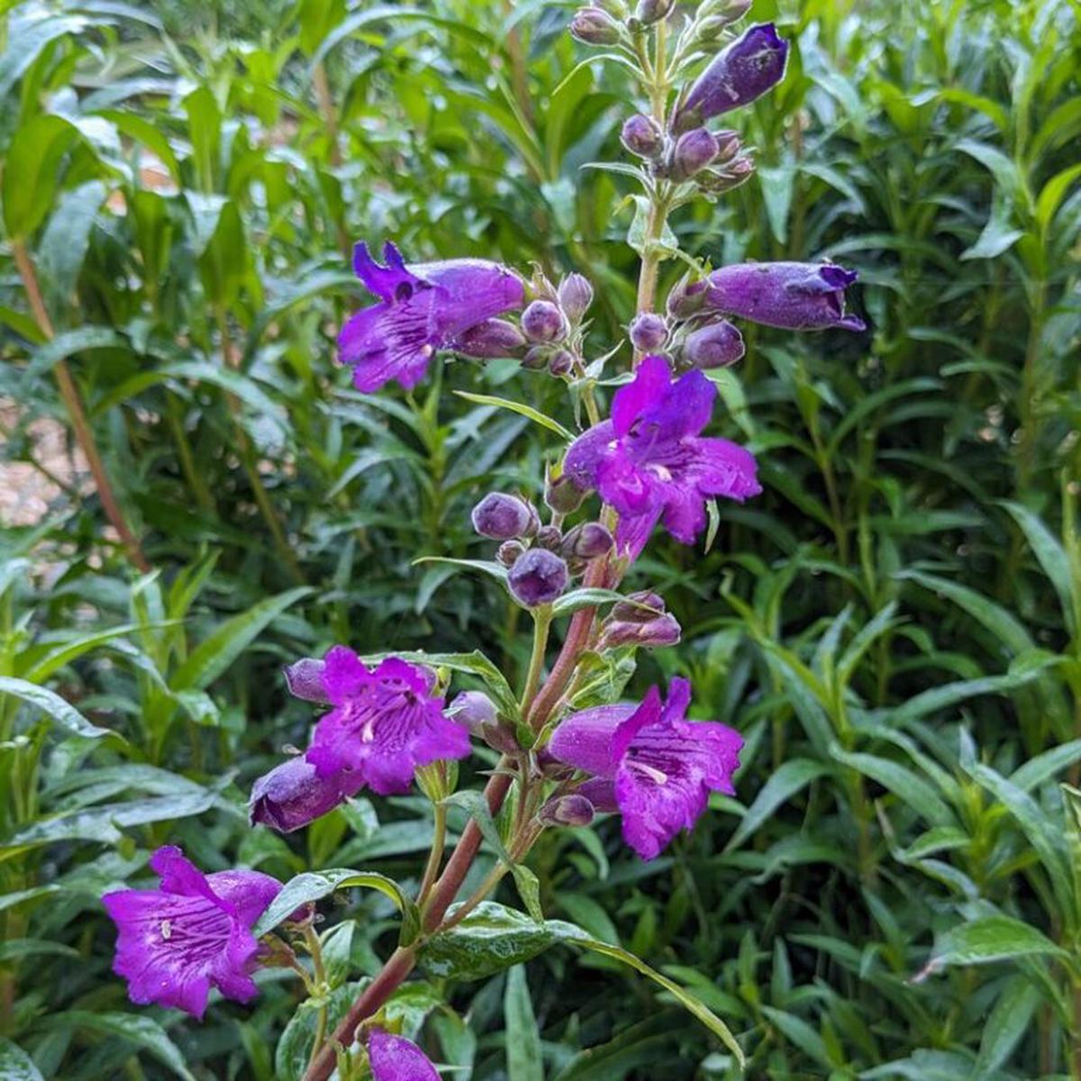 Violet Penstemon Flower Seeds for Planting  Heirloom Non-GMO, High Germination Organic Garden Seeds