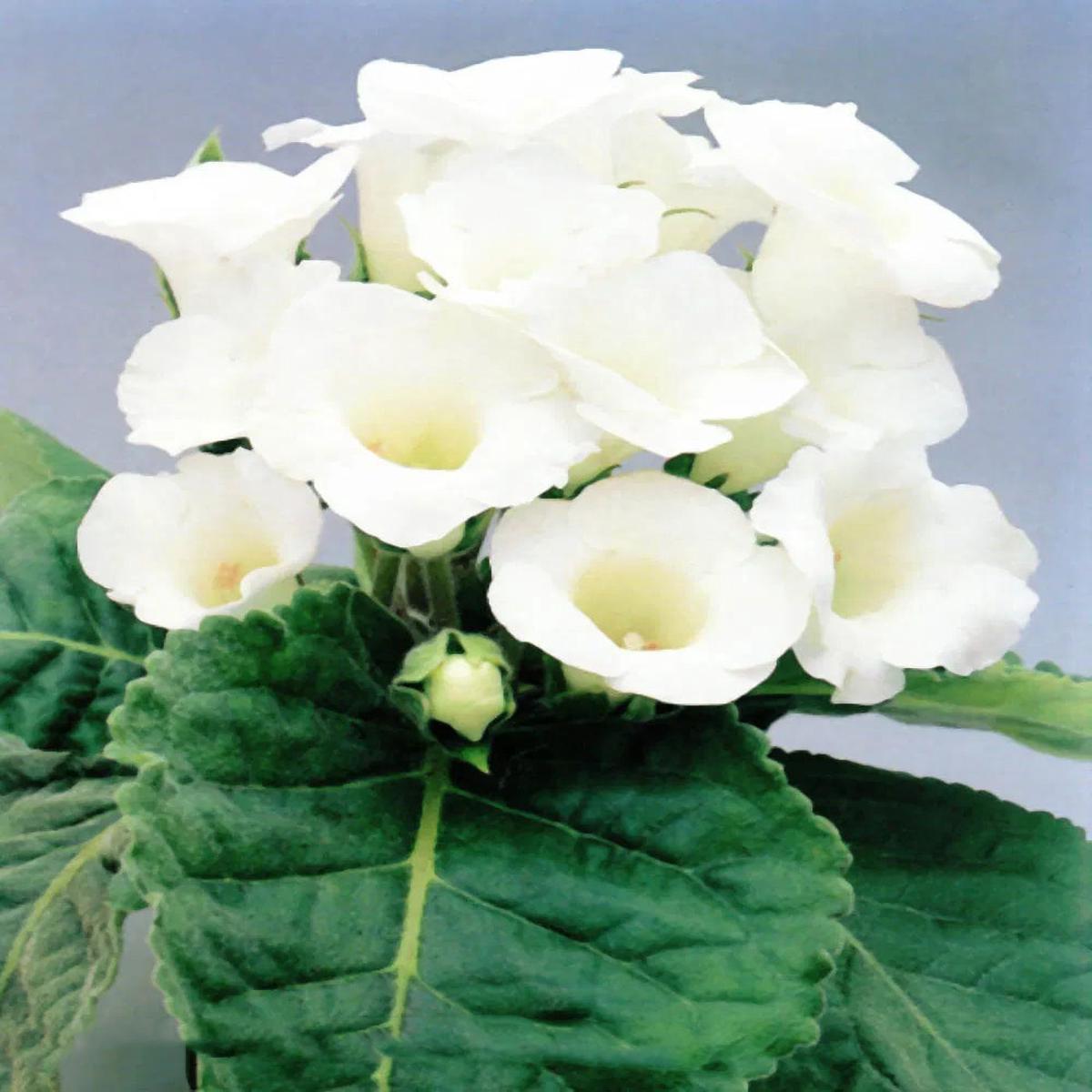 White Brazilian Gloxinia Flower Seeds for Planting  Heirloom, Non-GMO, High Germination