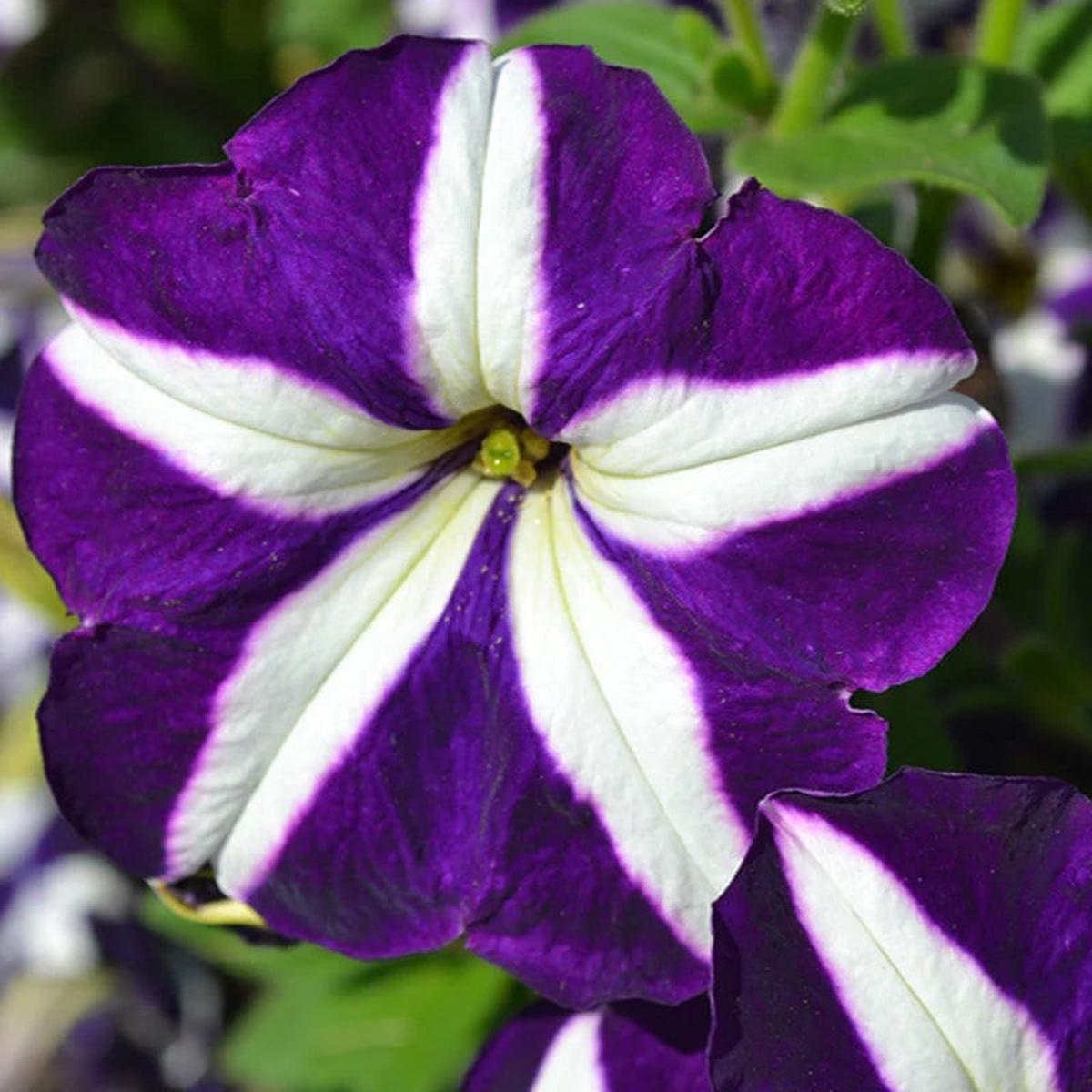 White Violet Petunia Flower Seeds for Planting  Heirloom, Non-GMO, Easy to Grow, Premium High Germination Seeds