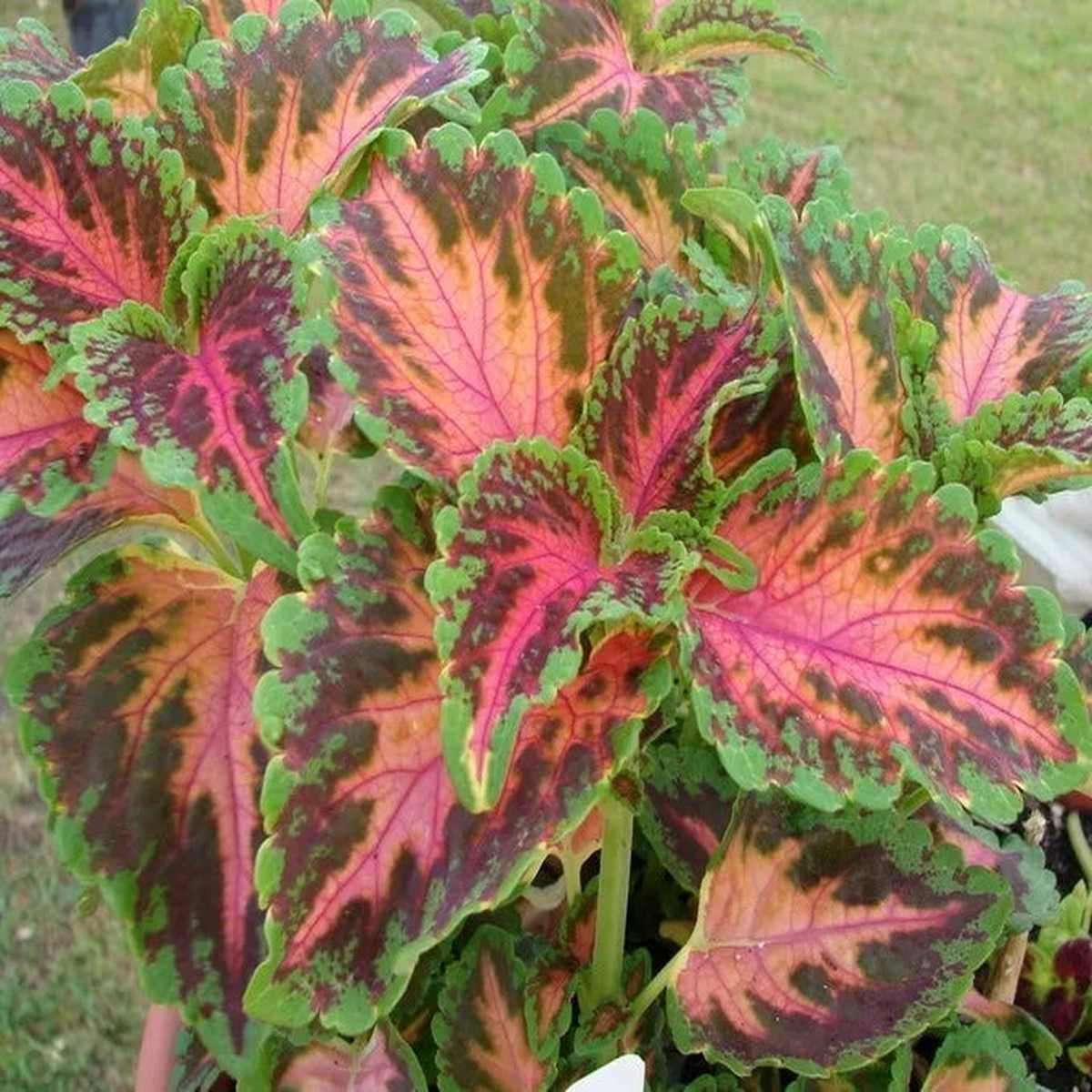 Wizard Coral Sunrise Shade Loving Seeds for Planting Heirloom Non-GMO, High Germination Ornamental Organic Garden Seeds