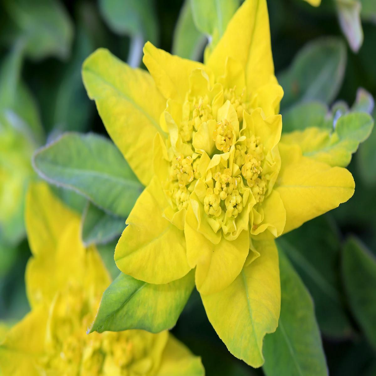 Yellow Euphorbia Polychroma Flower seeds for Planting - Wildflower Mix, Heirloom & GMO Free Seeds for Home Garden