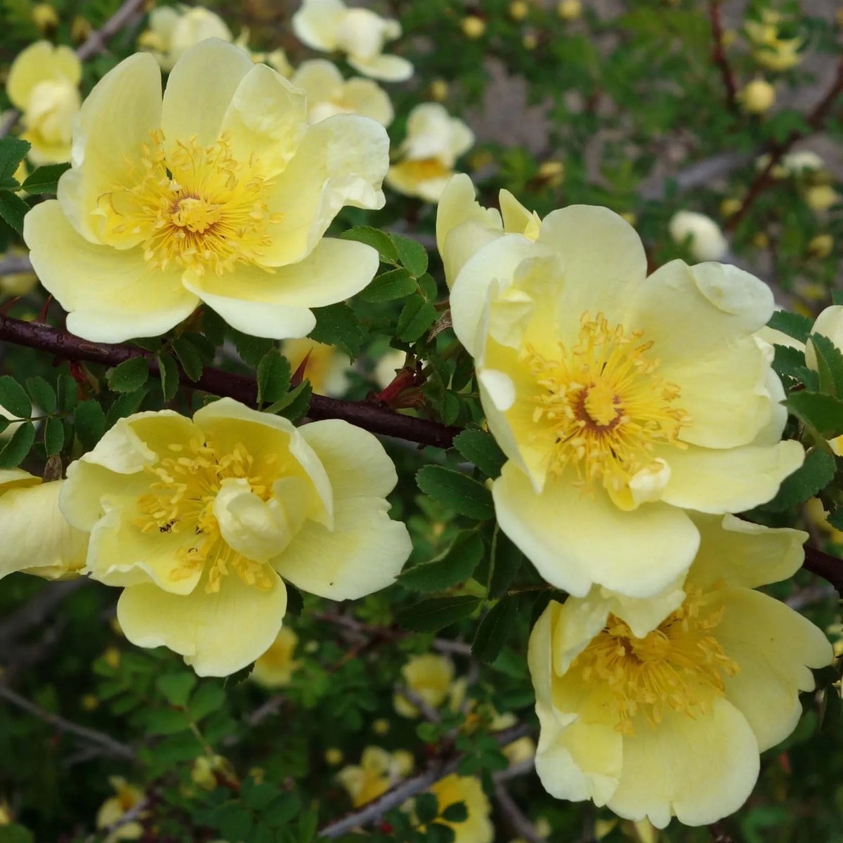 Yellow Hugo Rose Flower seeds for Planting - Vibrant Colors, Heirloom & GMO Free Seeds for Home Garden