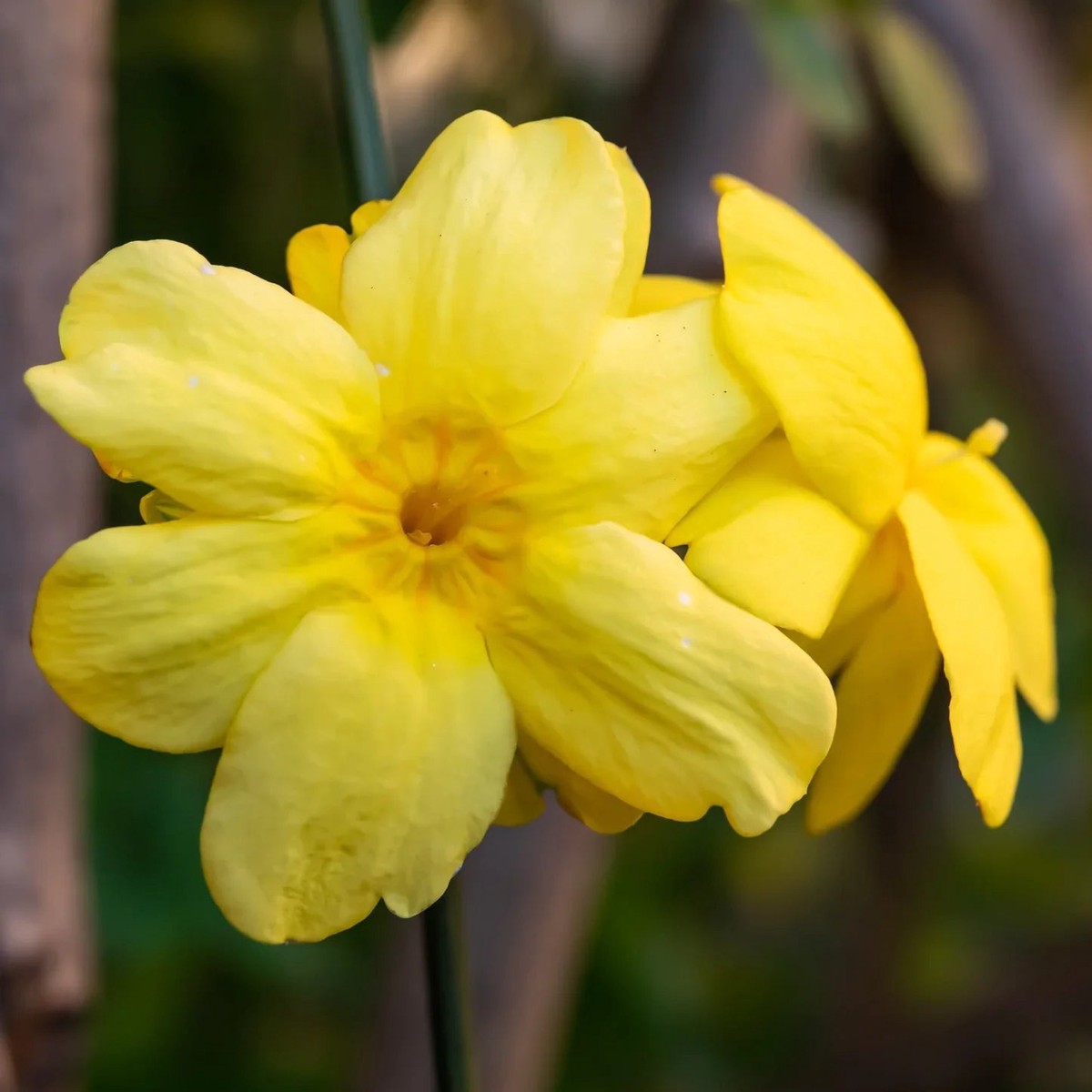Yellow Jasmine Velvet Flower Jasminum Species For Rare Indoor And Outdoor Planting Flower Seeds for