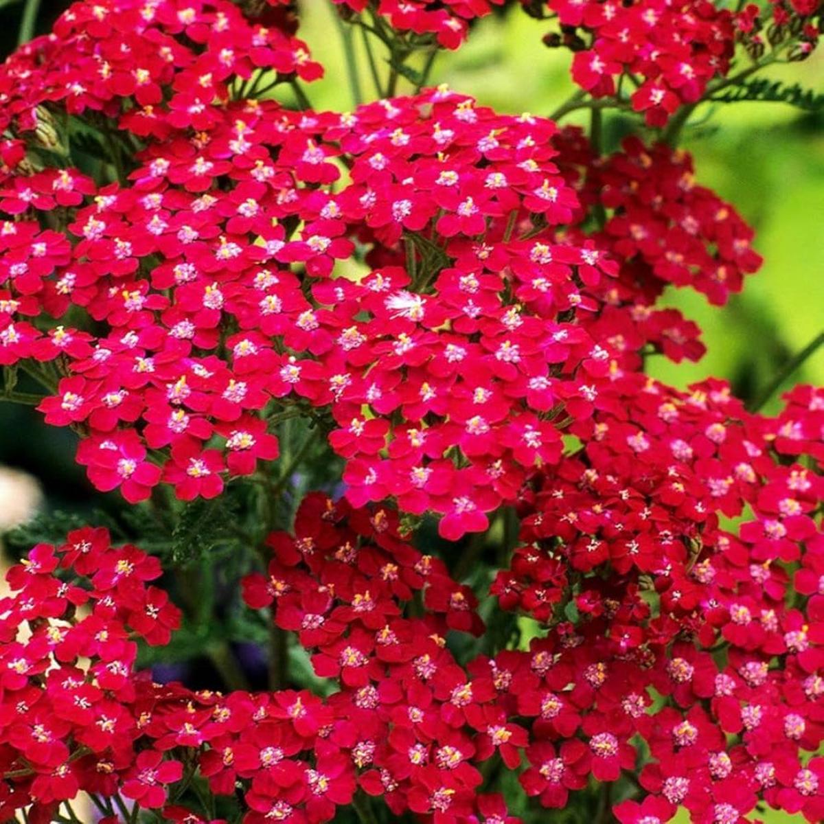 Achillea 'Colorado Red' Seeds for Planting Heirloom, Non-GMO, Rich Red, Perennial