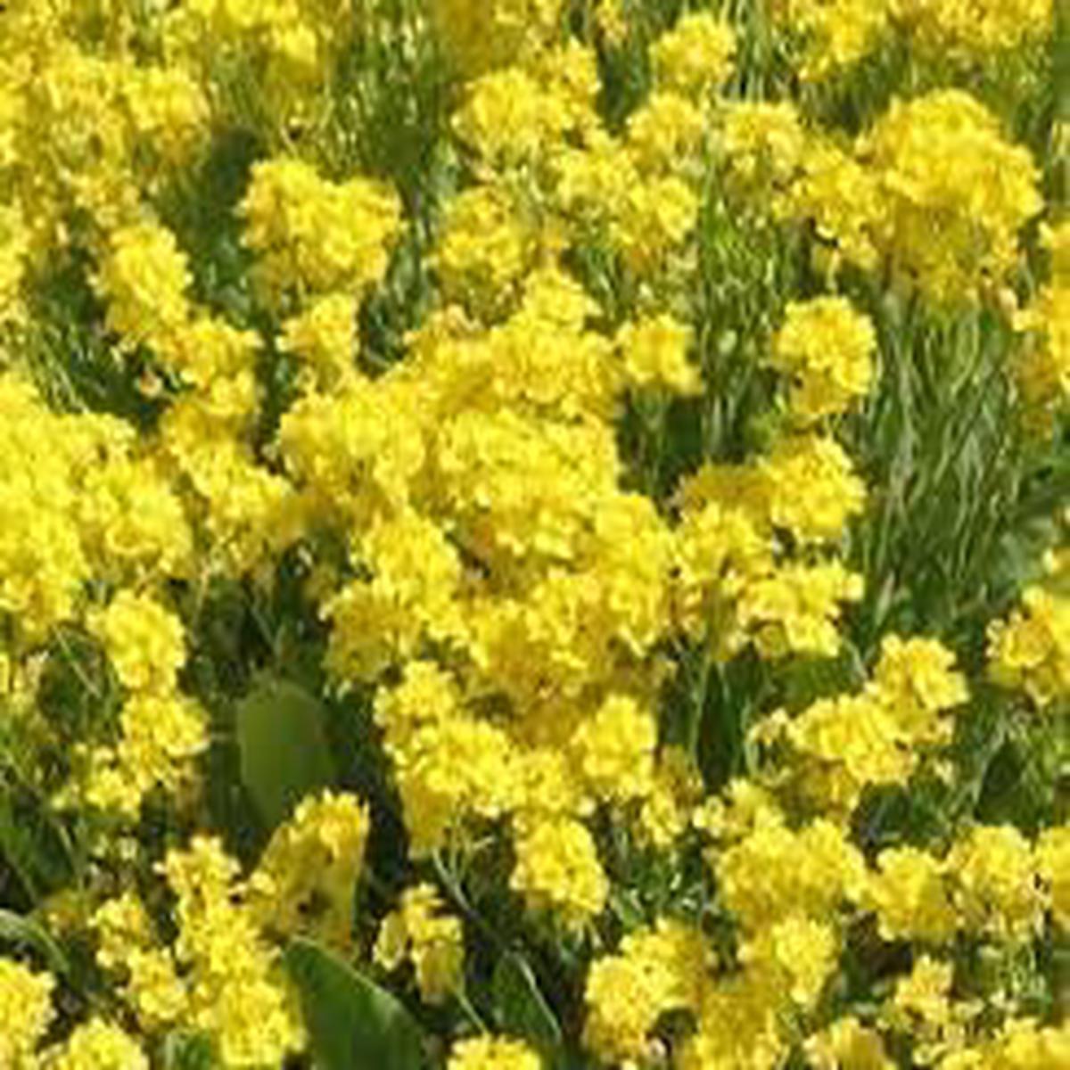 Alyssum Flower Seeds for Planting  Compact Growth, Heirloom, Non-GMO, High Germination Organic Garden Seeds