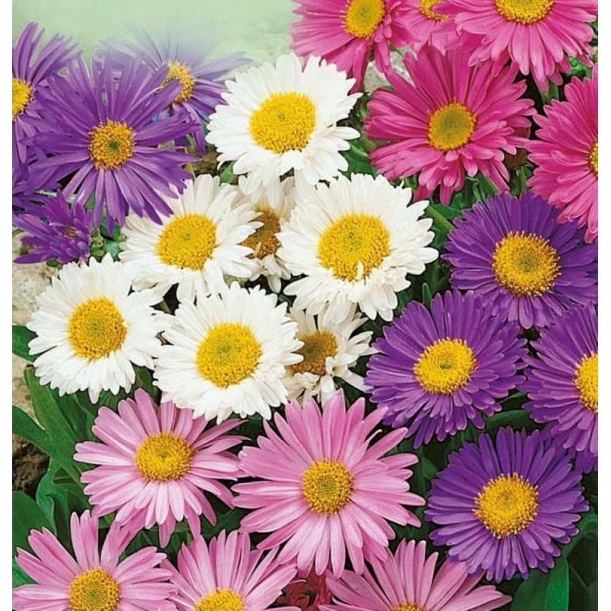 Aster Alpinus Mixed Aster Alpinus Flower For Ornamental Planting And Backyard Borders Flower Seeds