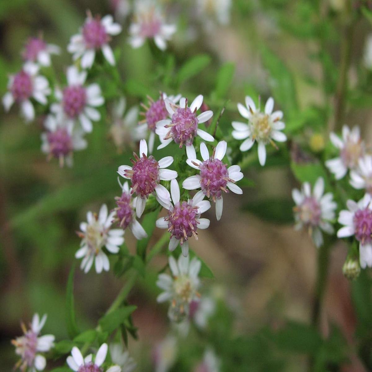 Aster Lateriflorus Flower Seeds Heirloom, Non-GMO, High Germination Organic Garden Seeds for Planting