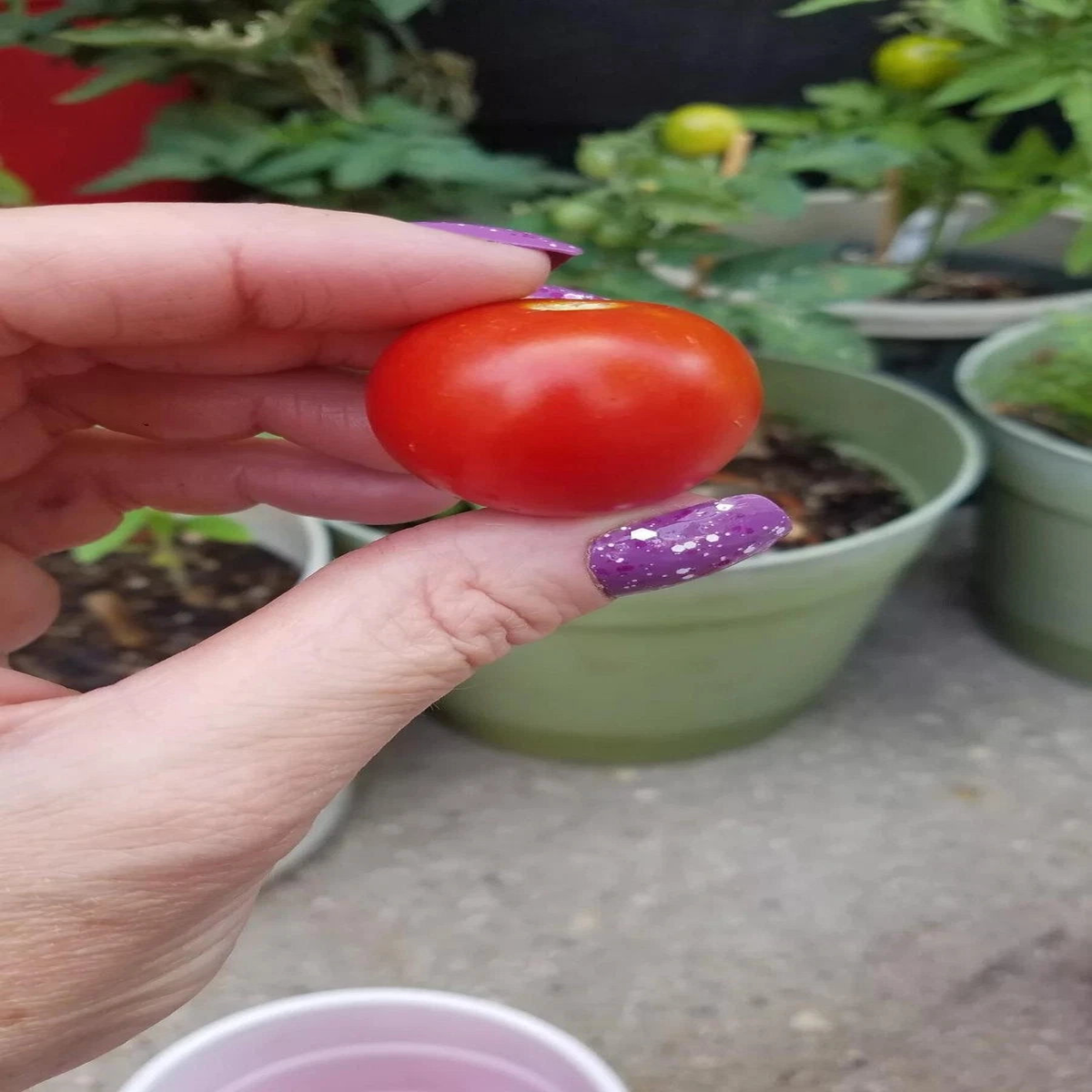Bajaja Micro Dwarf Tomato Seeds Seeds RARE Shipping  Heirloom, Non-GMO, High Germination Organic Garden Seeds