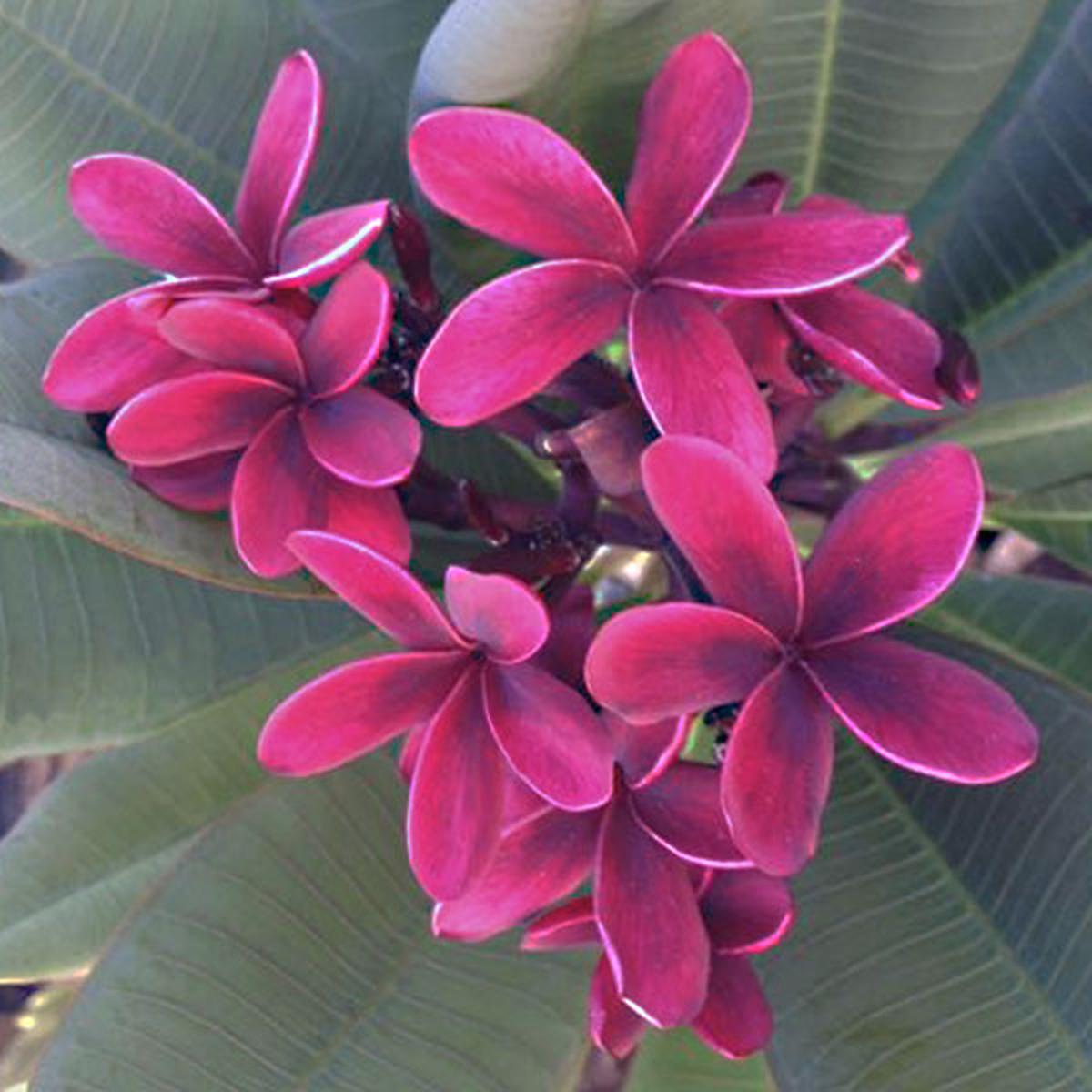 Black Frangipani Flower seeds for Planting - Drought Tolerant, Heirloom & GMO Free Seeds for Home Garden