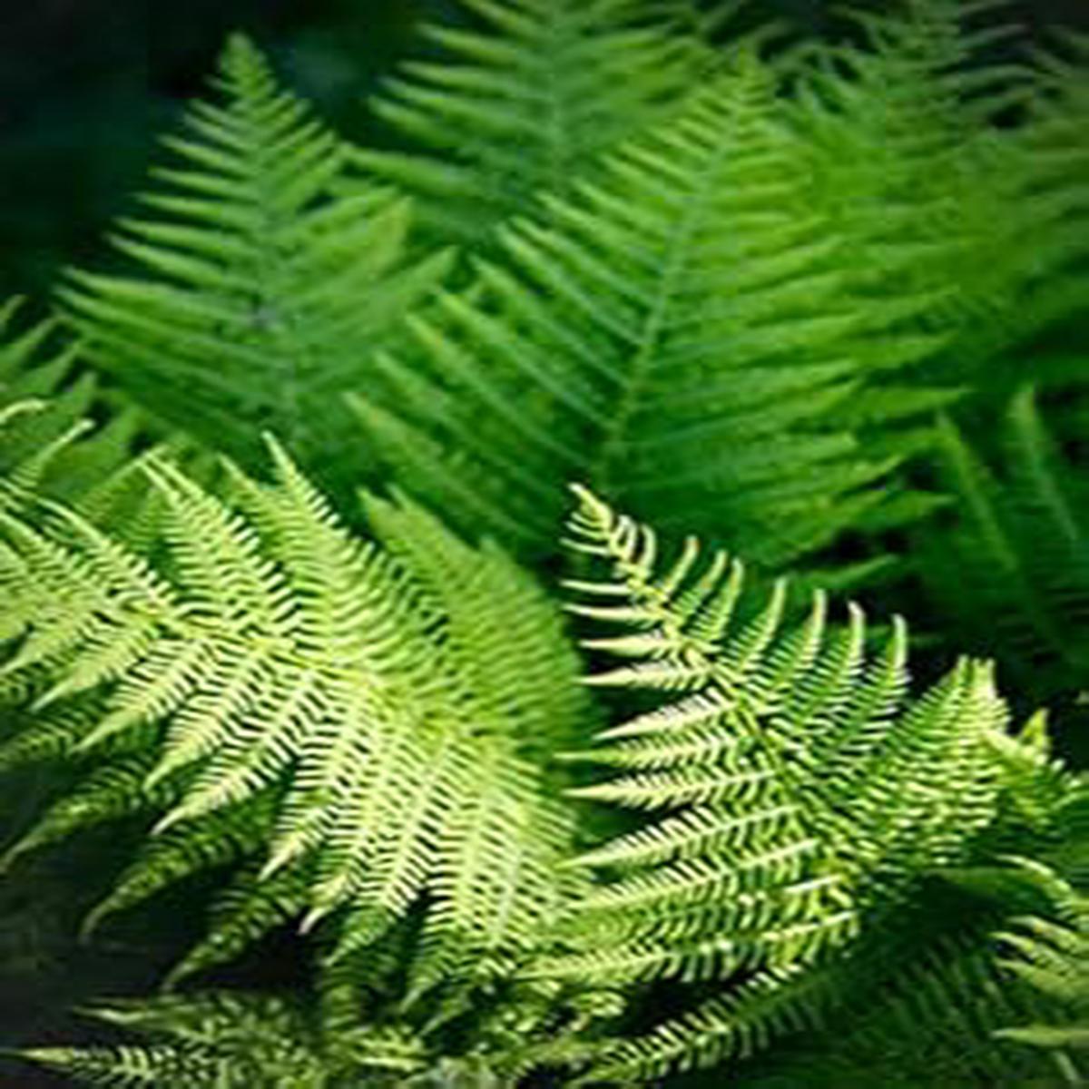 Blue Fern for Planting heirloom & Non GMO Seeds Colorful Display Heirloom & GMO Free Seeds for Home Garden Sale