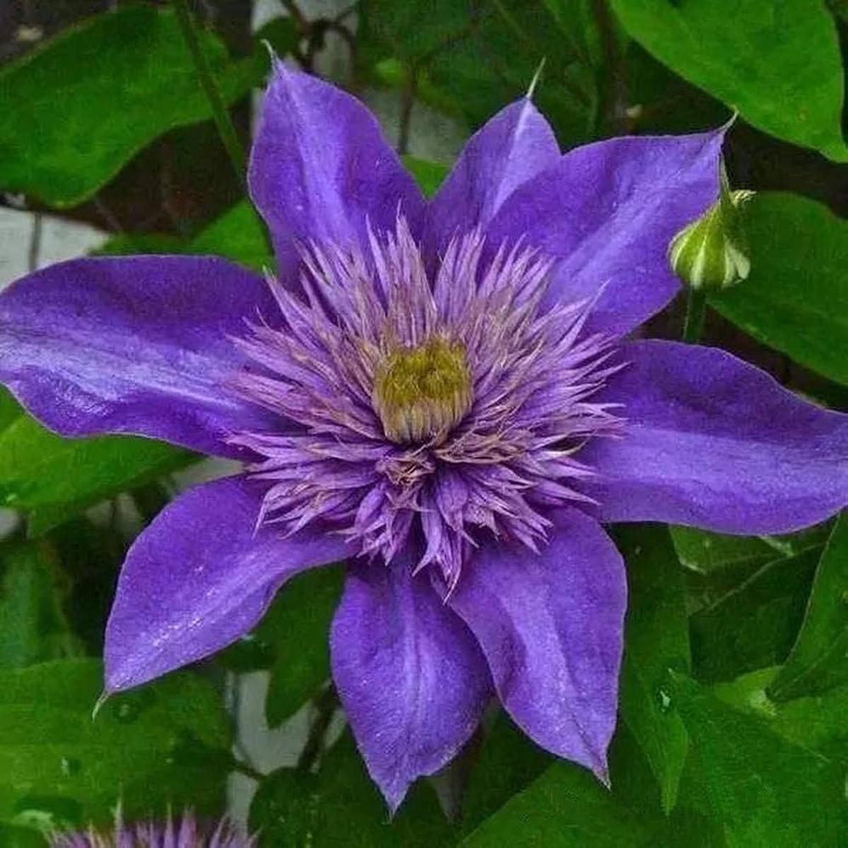 Purple Clematis Flower seeds for Planting Cut Flower Favorite Heirloom & GMO Free Seeds for Home Garden   Sale