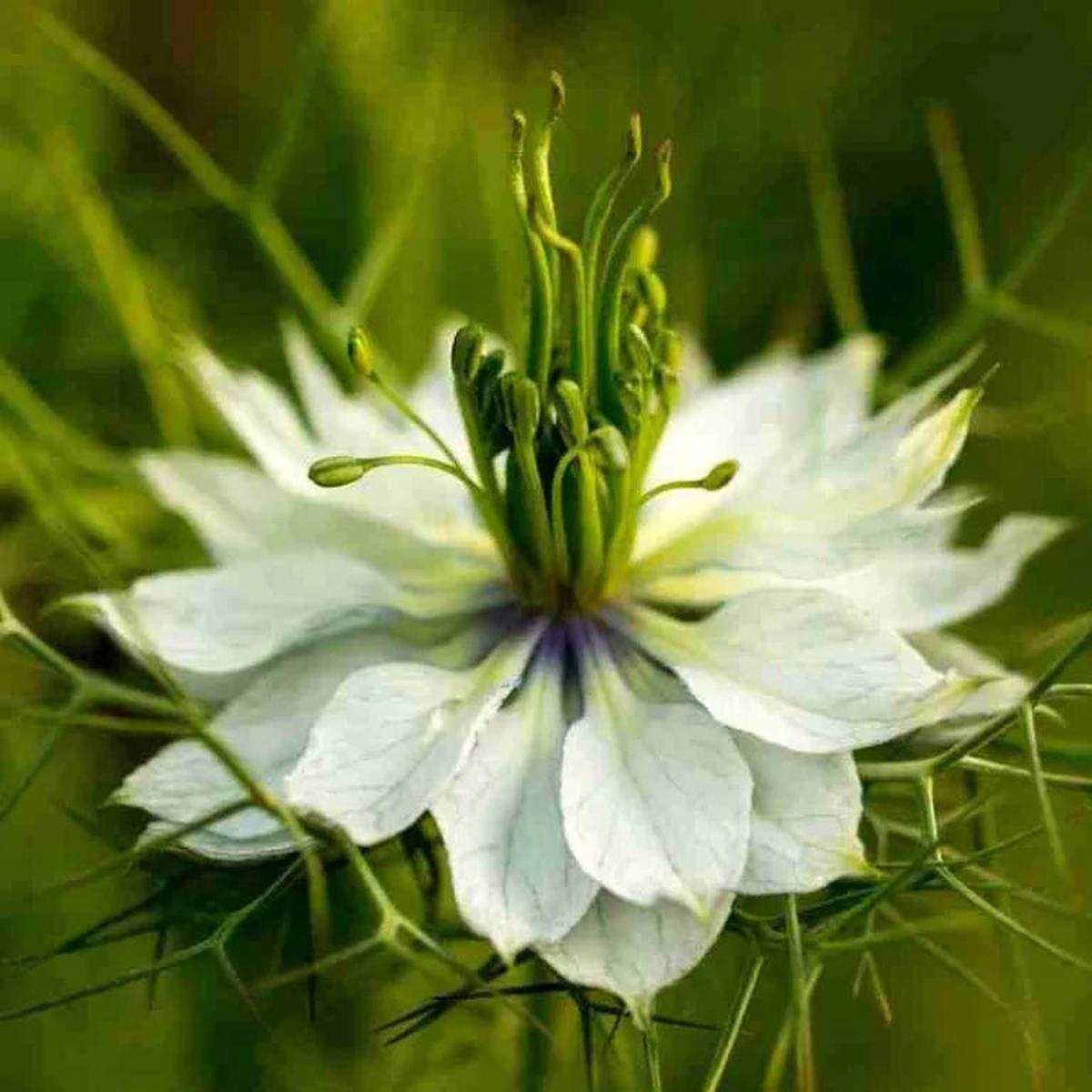 White Autumn Flower seeds for Planting - Premium Quality, Heirloom & GMO Free Seeds for Home Garden