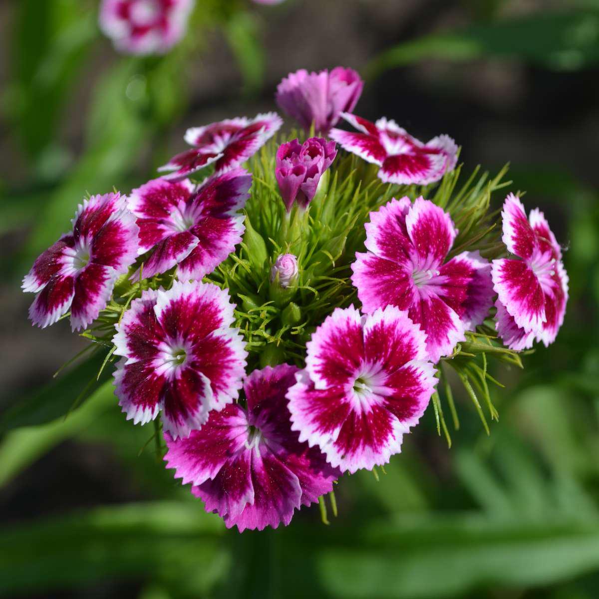 White Pink Carnation Flower seeds for Planting Vibrant Colors Heirloom & GMO Free Seeds for Home Garden