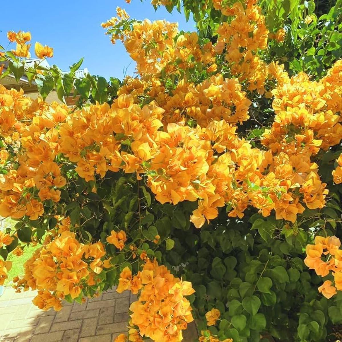 Yellow Bougainvillea Flower Seeds for Planting  Heirloom, Non-GMO, High Germination Organic Garden Seeds
