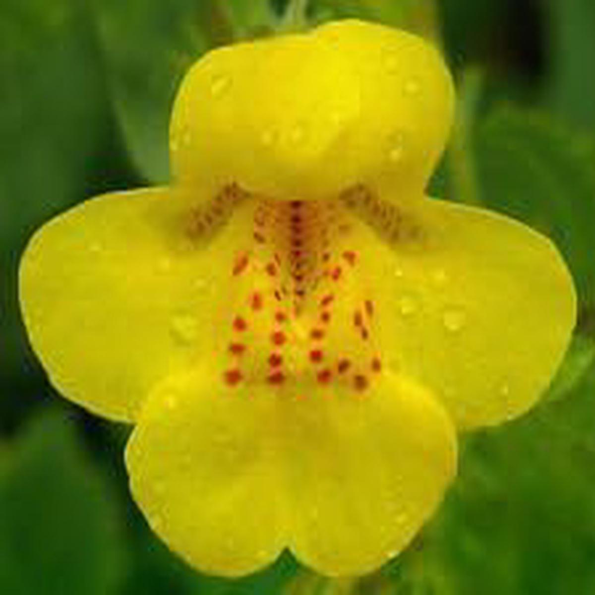 Yellow Mimulus Flower seeds for Planting - Low Maintenance, Heirloom & GMO Free Seeds for Home Garden