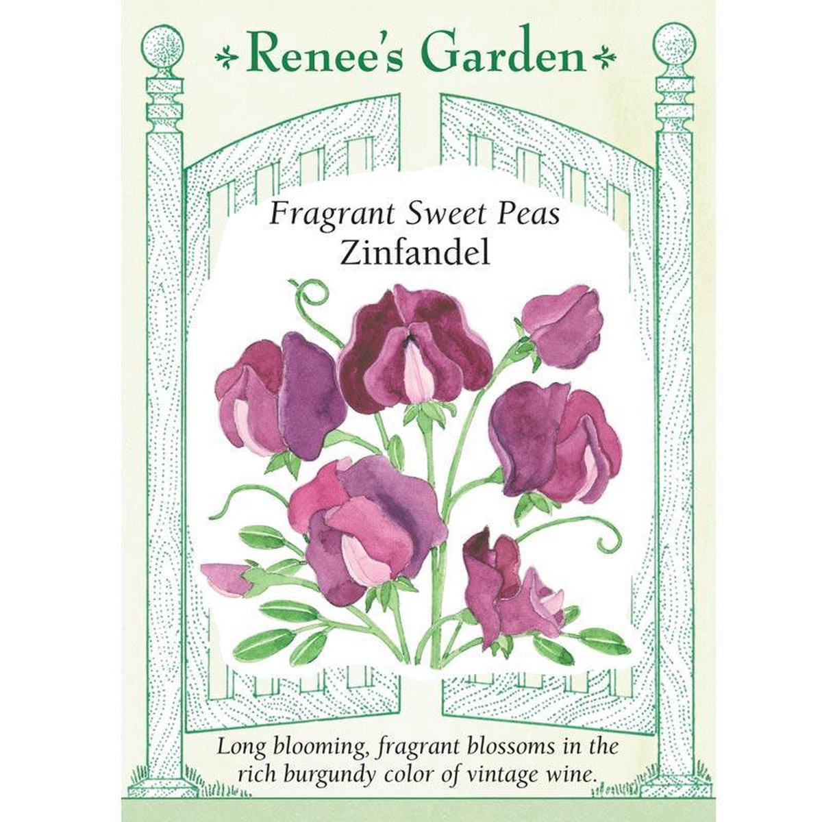 Zinfandel Sweet Pea Flower Seeds