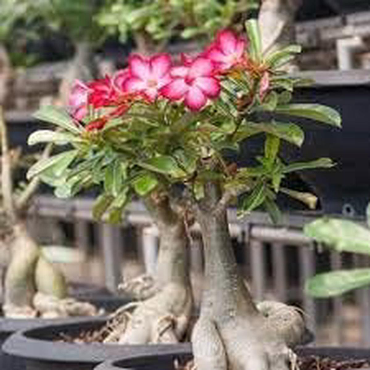 Adenium Obesum Flower seeds for Planting - Garden Favorite, Heirloom & GMO Free Seeds for Home Garden