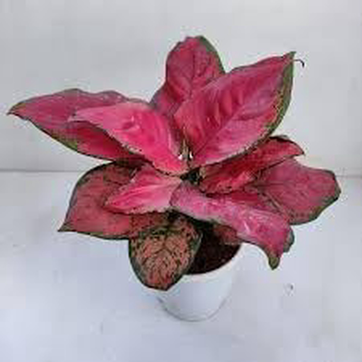 Aglaonema Plant Seeds for Planting  Heirloom Non-GMO 100 pcs Decorative and Air-Purifying Indoor Plants