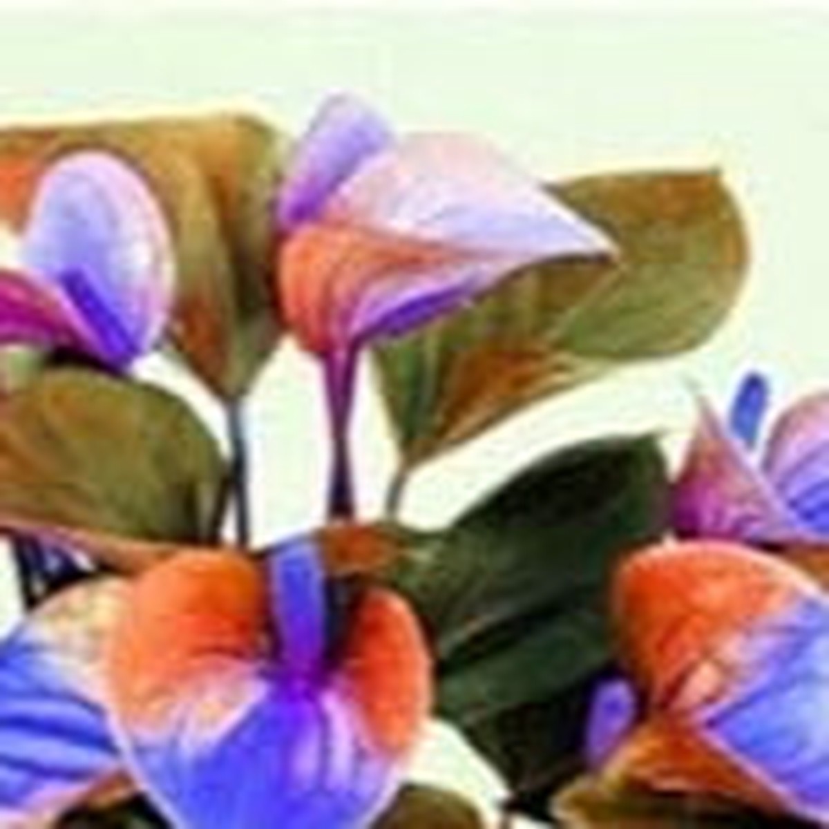 Anthurium Orange Blue Flower Seeds for Planting  Heirloom & Non-GMO Tropical Garden Seeds