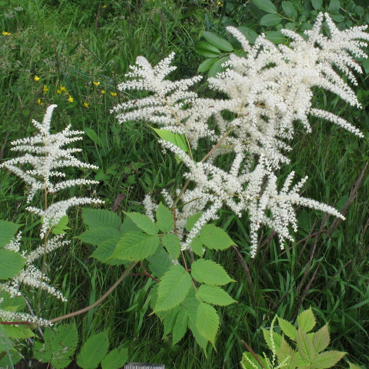 Aruncus Flower Seeds for Planting Heirloom, Non-GMO, High Germination Organic Garden Seeds