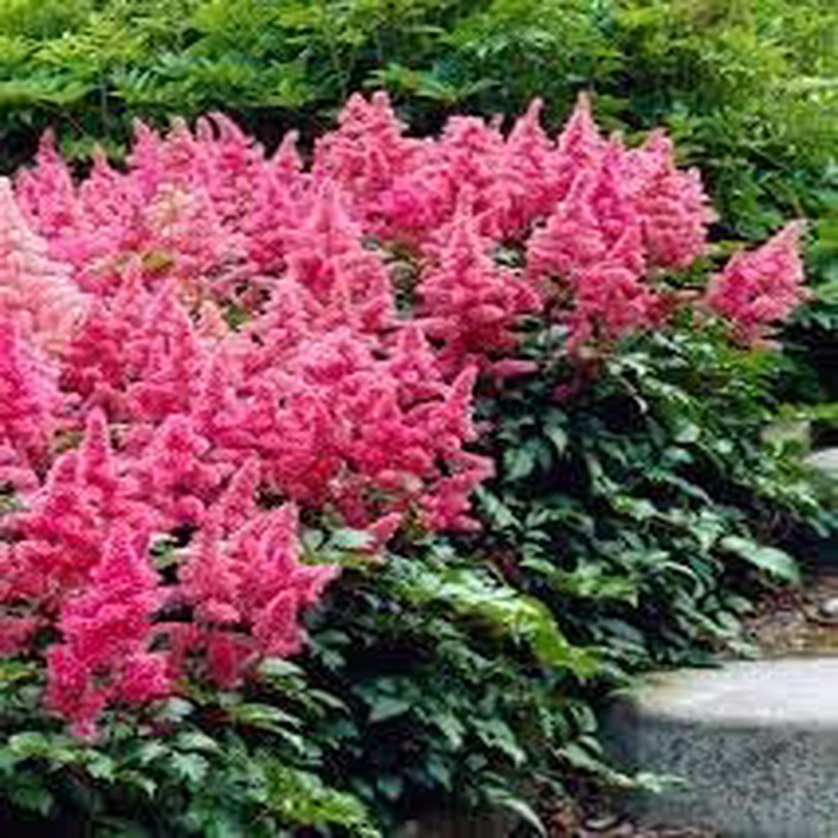 Astilbe Flower Seeds for Planting Hardy Variety Heirloom Non-GMO High Germination Organic Garden Seeds