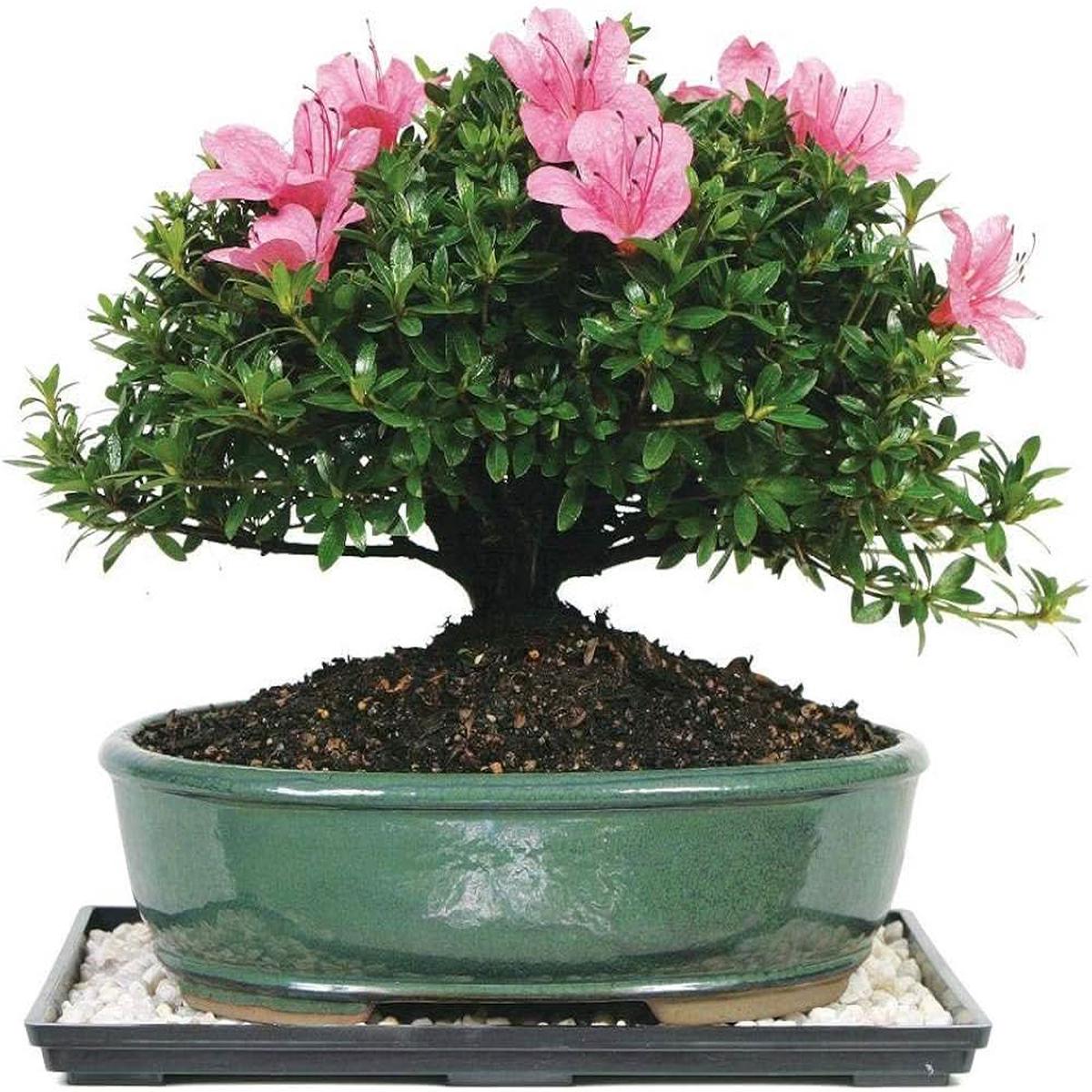 Azalea Rhododendron Flower For Home Garden Flower Seeds for Home Garden Planting, Colorful Organic