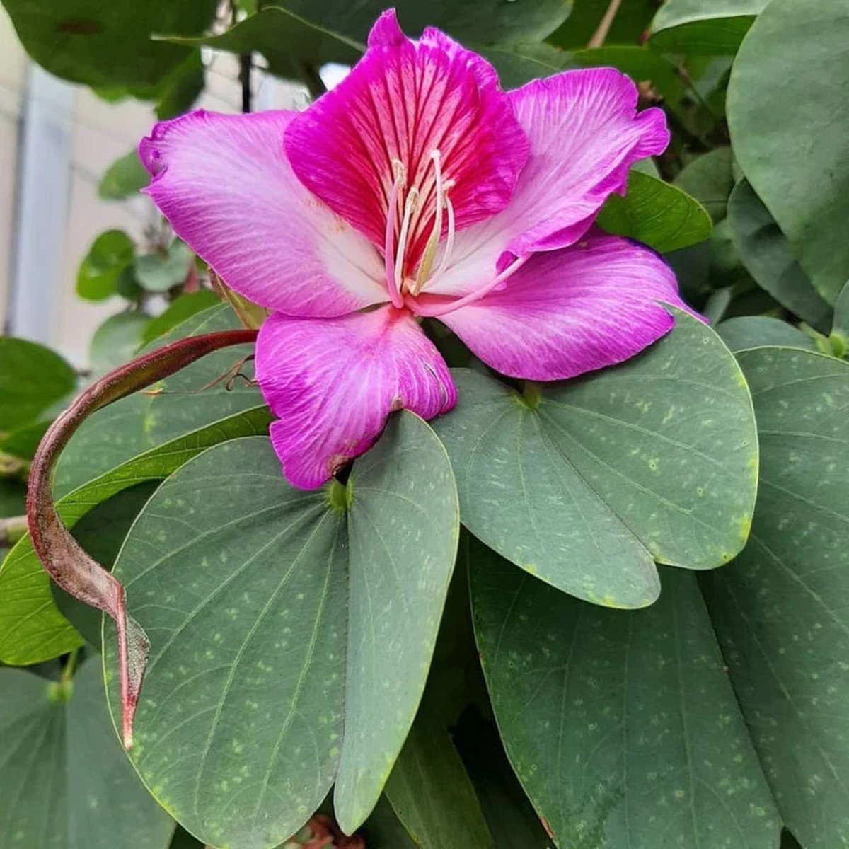 Bauhinia Flower seeds for Planting Cut Flower Favorite Heirloom & GMO Free Seeds for Home Garden