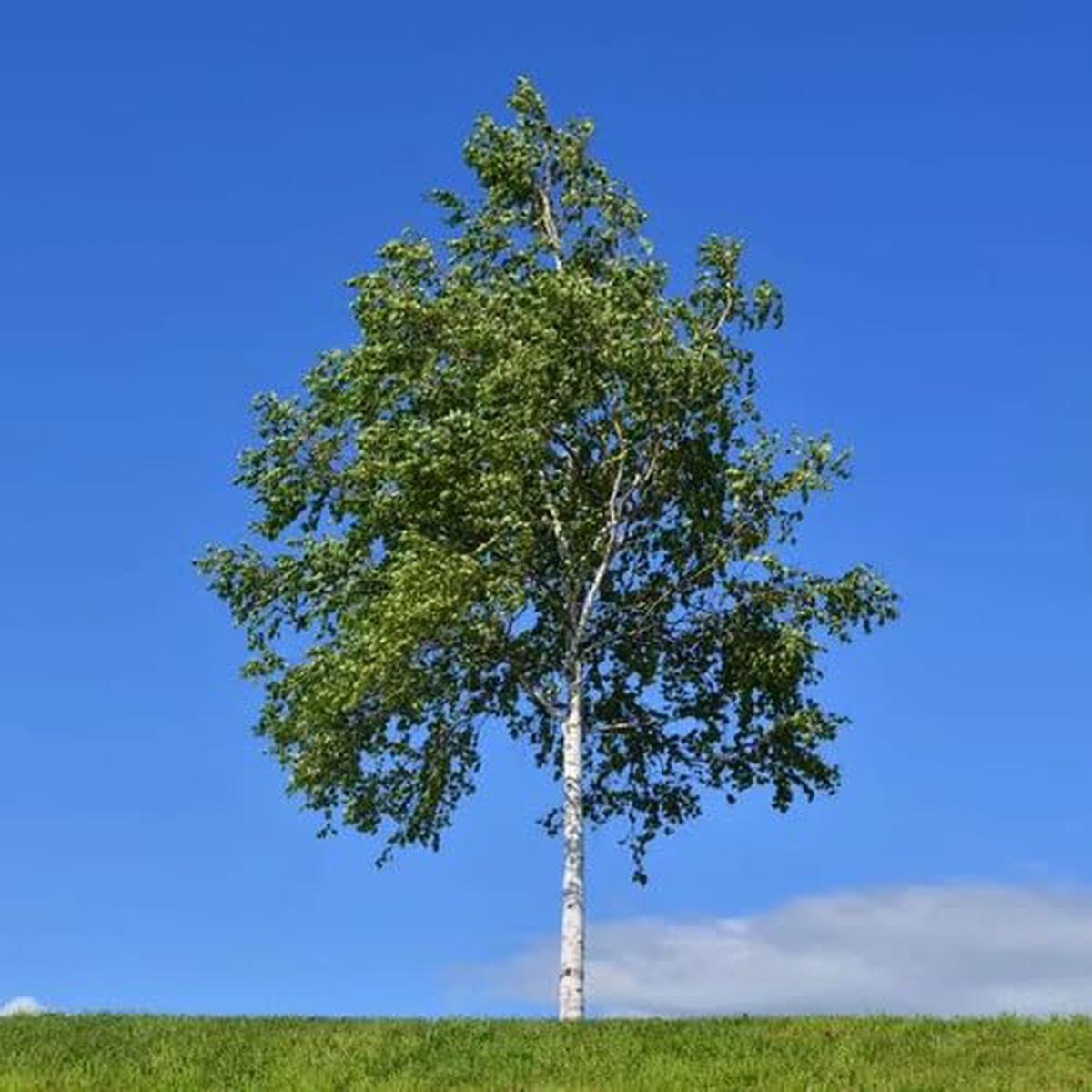 Birch Tree White