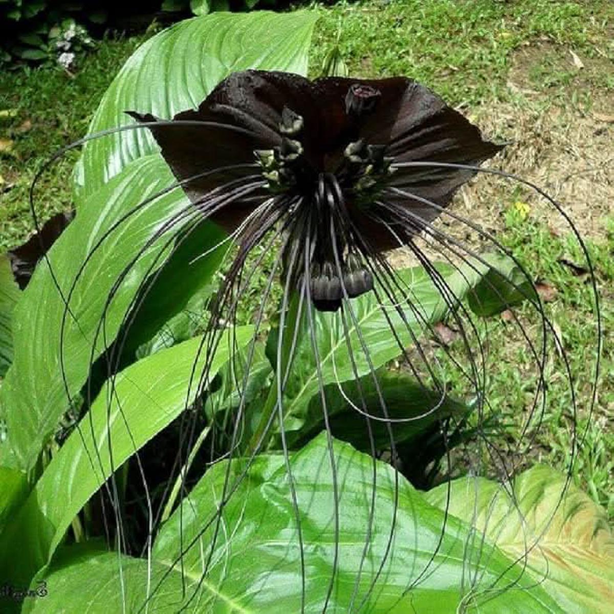 Black Orchid Perennial Flower Seeds for Balcony & Garden