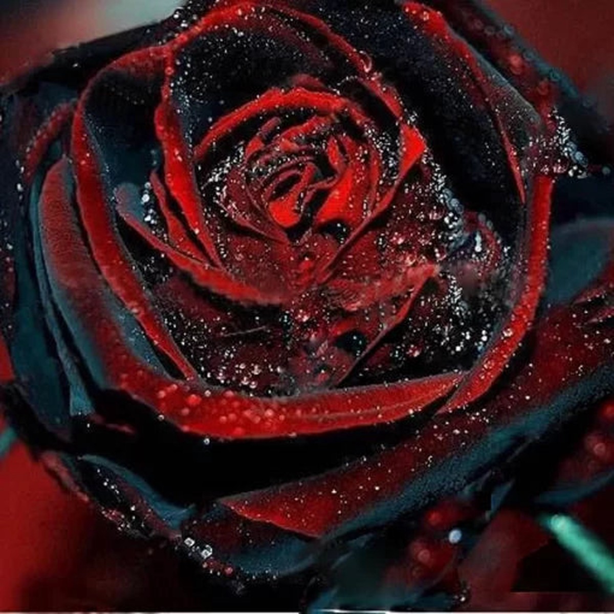 Black Rose Flower Seeds with Red Edge | Rare Dark Rose Variety Heirloom, Non-GMO, High Germination Organic Garden Seeds