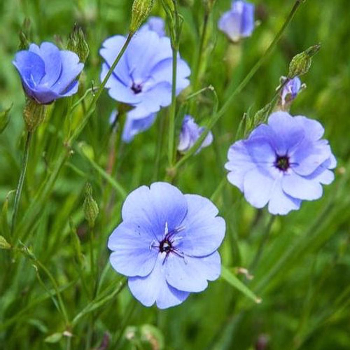Blue Oculata Flower Seeds for Planting