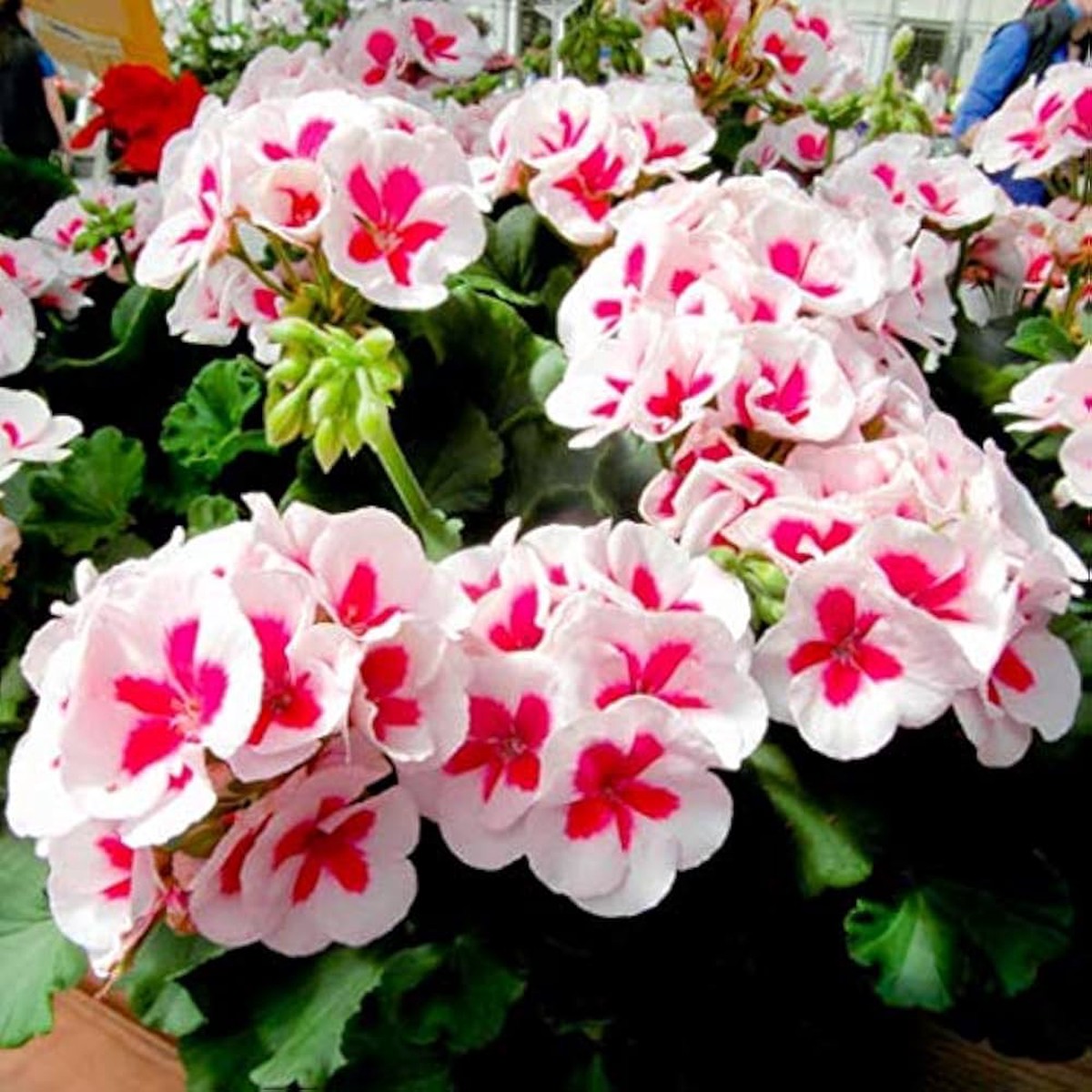 Fresh Pink & White Geranium Pelargonium Seeds for Planting Heirloom, Non-GMO, High Germination Organic Garden Seeds