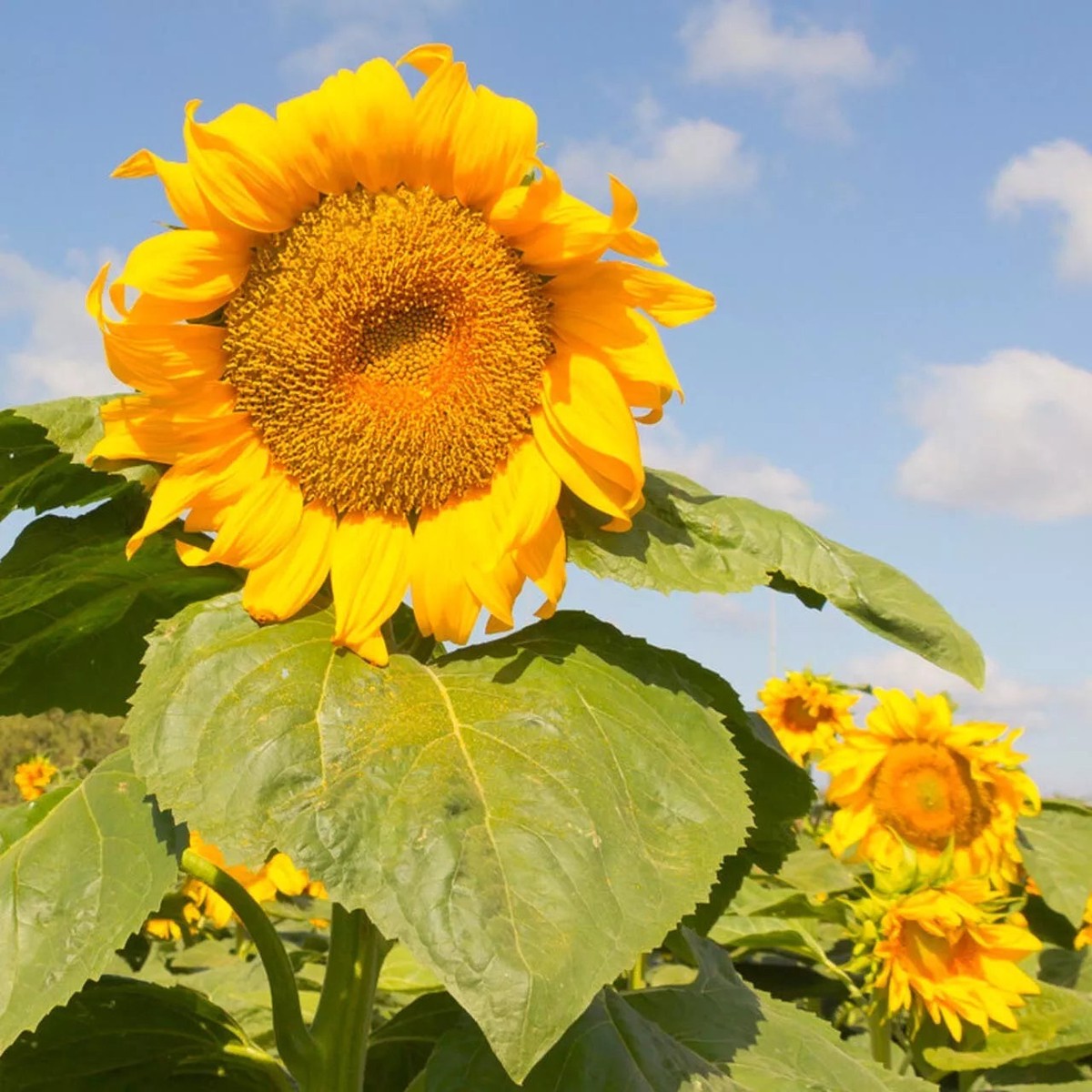 Mongolian Giant Sunflower Seeds for Planting Heirloom, Non-GMO, Fast-Growing, Annual