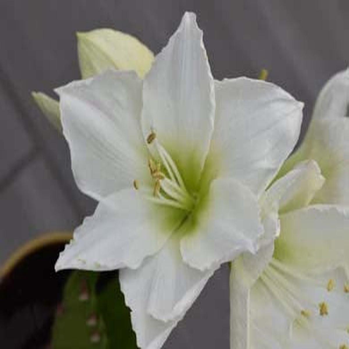 White Amaryllis Barbados Seeds for Planting Heirloom, Non-GMO, High Germination Organic Garden Seeds