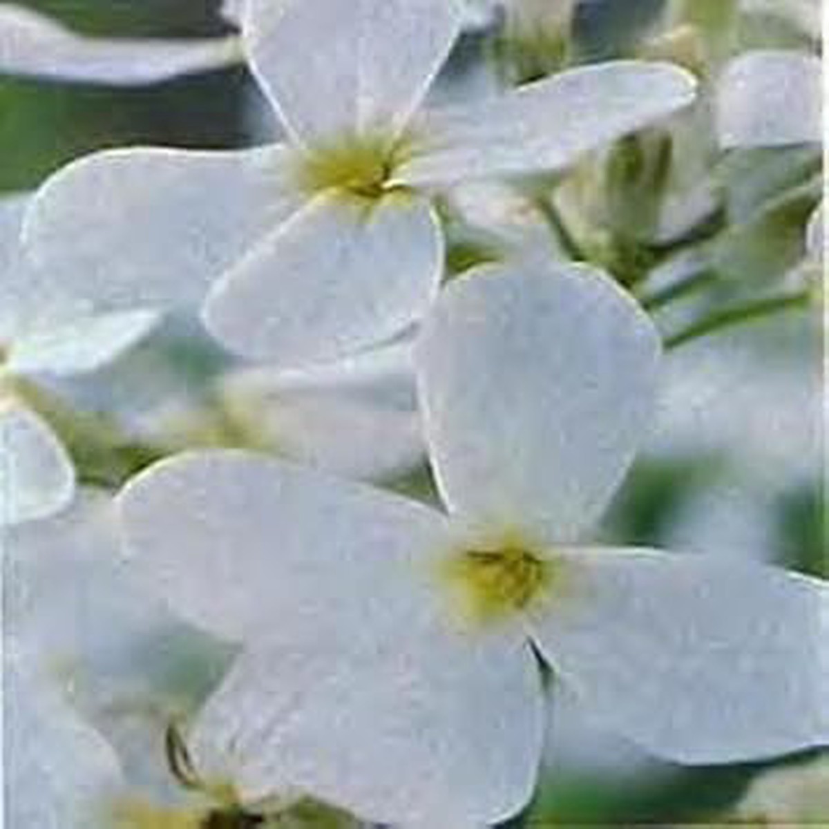 White Perennial Flower Seeds for Planting Heirloom Non-GMO High Germination Organic Garden Seeds