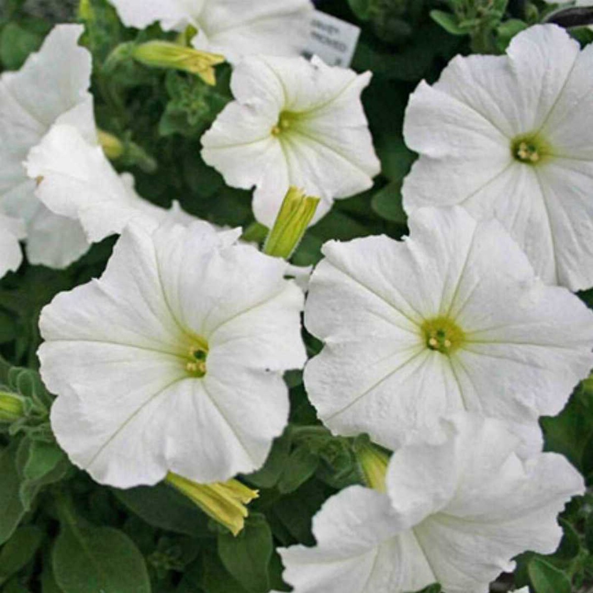 White Petunia Grandiflora For Planting Heirloom Non Gmo Flower For Beautiful Blooms Flower Seeds