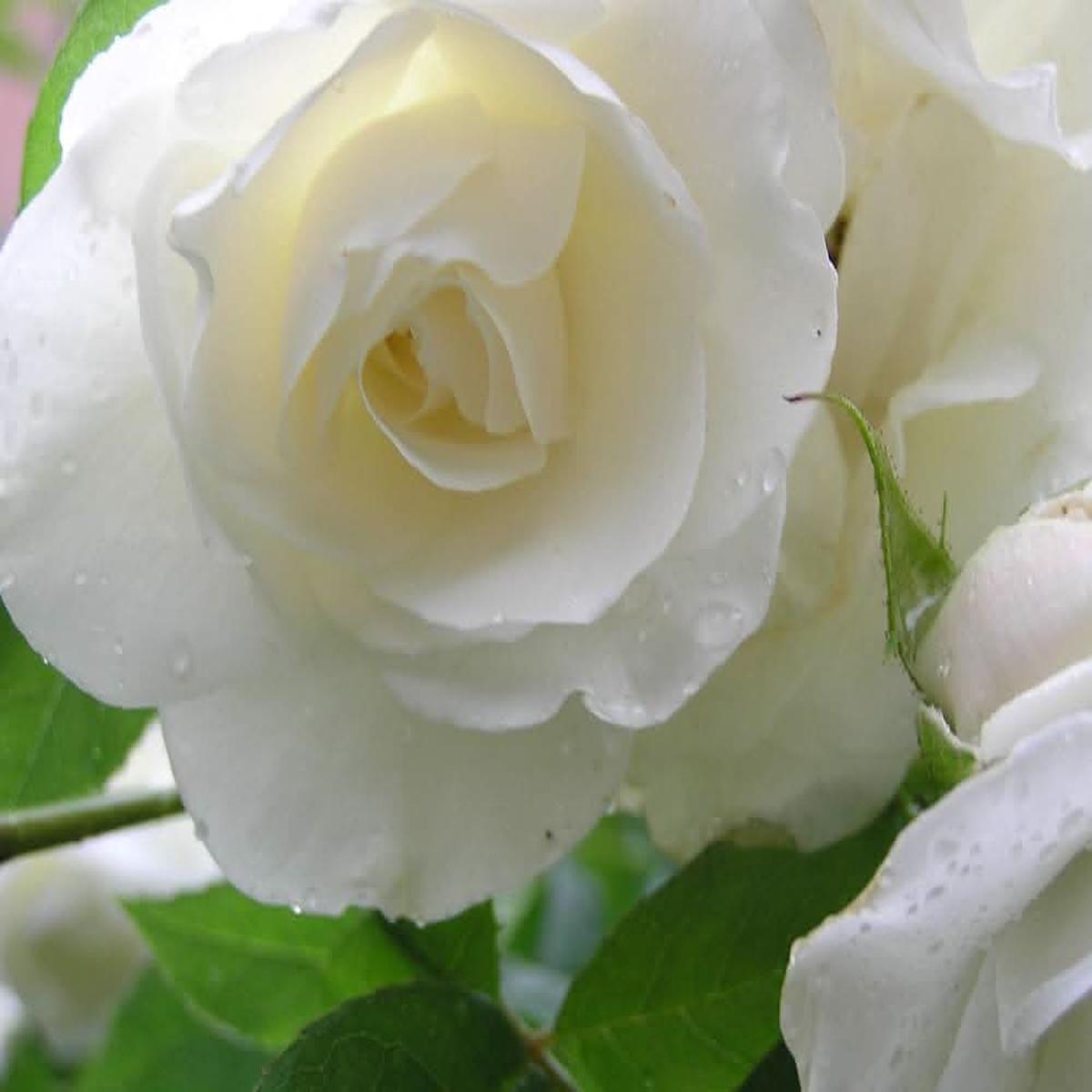 White White Rosa Flowering For Planting In Garden And Pots Flower Seeds for Home Garden Planting,